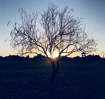 silhuet, bar, træ, solnedgang, baggrundsbelyst, grene, dramatisk, miljø, aften, landskab, natur, naturskøn, himmel, sol, sollys, træer, bare træ, Mark, plante, scenics - natur, ingen mennesker, jord, skønhed i naturen, bygget struktur, arkitektur, rolig scene, ro, udendørs, linseflare, 2K, CC0, offentligt domæne, royaltyfrie