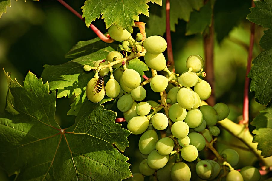 drue, frugt, vin, vingård, vinblad, vinstok, mad, frisk, sød, hvide druer, insekt, løv, mad og drikke, blad, sund kost, plante del, grøn farve, vækst, friskhed, plante, velvære, tæt på, dag, træ, natur, flok, ingen mennesker, skønhed i naturen, fokus på forgrunden, udendørs, moden, plantage, 4K