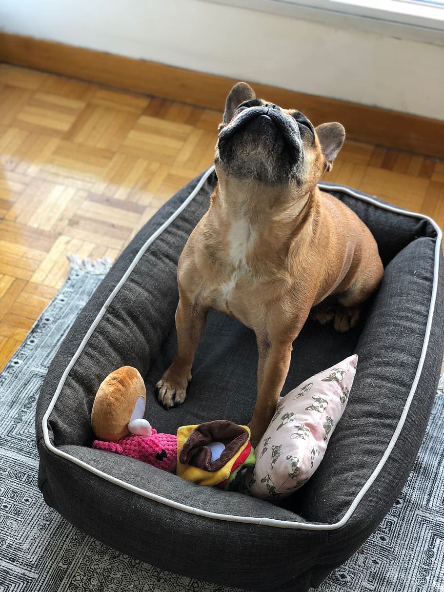 Canada, toronto, kæledyr, indenlandske, husdyr, pattedyr, hund, hunde, et dyr, dyre temaer, dyr, hvirveldyr, indendørs, lempelse, hjem interiør, ingen mennesker, kæledyrseng, møbel, ligger ned, høj vinkel visning, hvilende, sofa, weimaraner, lille, 4K