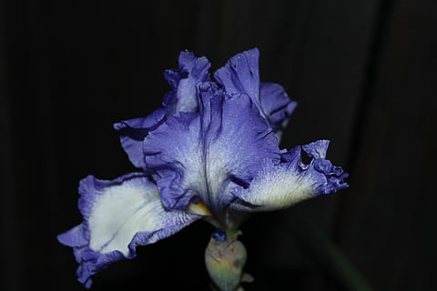 lilla, iris, blomst, blomstrende plante, sårbarhed, tæt på, skrøbelighed, kronblad, plante, skønhed i naturen, blomsterhoved, blomsterstand, sort baggrund, studio skud, friskhed, iris - plante, nat, natur, vækst, ingen mennesker, 5K, CC0, offentligt domæne, royaltyfrie