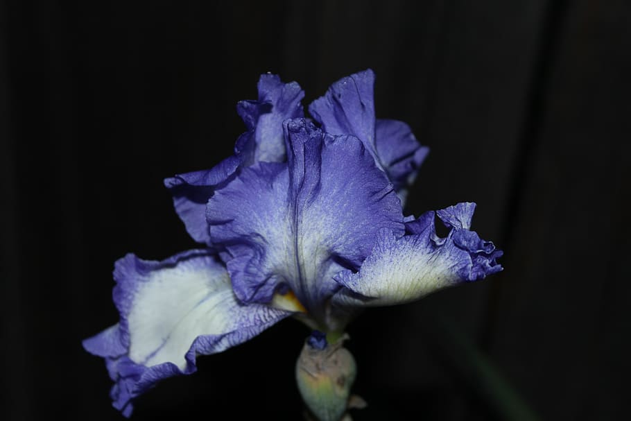 lilla, iris, blomst, blomstrende plante, sårbarhed, tæt på, skrøbelighed, kronblad, plante, skønhed i naturen, blomsterhoved, blomsterstand, sort baggrund, studio skud, friskhed, iris - plante, nat, natur, vækst, ingen mennesker, 5K