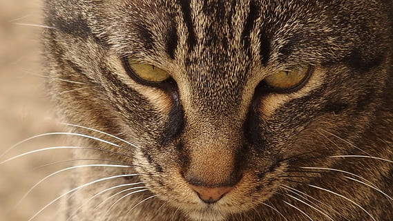 kat, se, dyr, dyre temaer, pattedyr, tæt på, et dyr, bakkenbart, dyr kropsdel, feline, hvirveldyr, ingen mennesker, dyr hoved, dyreliv, kæledyr, indenlandske, husdyr, dyr i naturen, indenlandske kat, portræt, dyrehår, dyr øje, snude, aggression, 4K, CC0, offentligt domæne, royaltyfrie