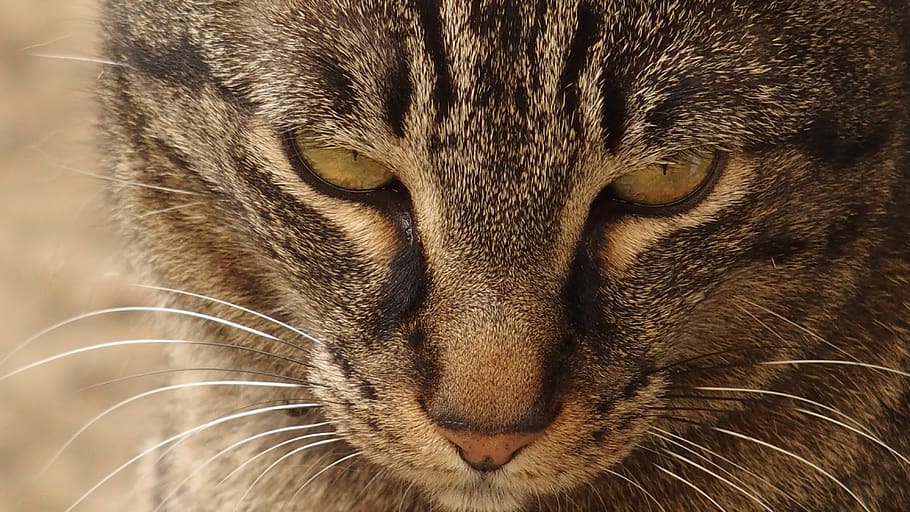 kat, se, dyr, dyre temaer, pattedyr, tæt på, et dyr, bakkenbart, dyr kropsdel, feline, hvirveldyr, ingen mennesker, dyr hoved, dyreliv, kæledyr, indenlandske, husdyr, dyr i naturen, indenlandske kat, portræt, dyrehår, dyr øje, snude, aggression, 4K
