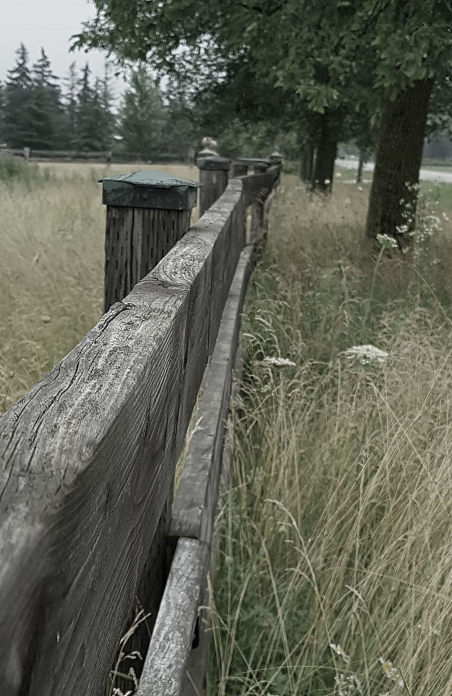 fenceline, naturalesa, planta, arbre, material de fusta, terra, herba, cap gent, dia, centrar-se en primer pla, fusta, camp, creixement, tranquil·litat, a l'aire lliure, barrera, límit, primer pla, bosc, escena tranquil·la, tanca, post de fusta, 2K