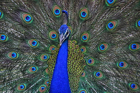 Alas de pavo real extendidas, pavo real, pájaro, pluma, pluma de pavo real, animal, temas de animales, vertebrado, un animal, fauna animal, multi color, animales en la naturaleza, desplegado, de cerca, azul, fotograma completo, nadie, belleza en la naturaleza, animal macho, patrón natural, día, al aire libre, cabeza de animal, cuello animal, 5K, CC0, dominio público, libre de derechos