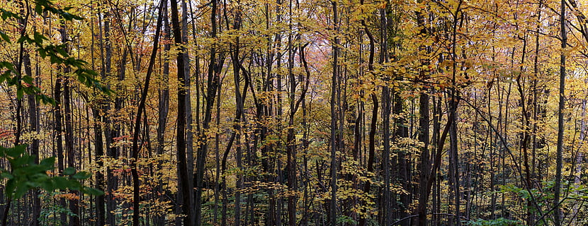 floresta durante o dia, árvore, floresta, vegetação, plantar, terra, ao ar livre, natureza, Arvoredo, caminho, selva, tronco de árvore, cor da queda, outono floresta, panorâmica, panorama, fundo, outono, outonal, arvores, crescimento, tranquilidade, beleza na natureza, cena tranquila, tronco, dia, ninguém, cena não urbana, mudança, scenics - natureza, controlo remoto, bambu - planta, floresta de pinheiros, árvore conífera, 8K, CC0, domínio público, royalty free