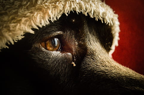 sadness, nostalgia, thinking, reflection, dog, animal, animal themes, animal body part, mammal, close-up, one animal, animal eye, eye, domestic animals, domestic, pets, vertebrate, animal head, no people, canine, indoors, portrait, sensory perception, focus on foreground, 4K, CC0, public domain, royalty free