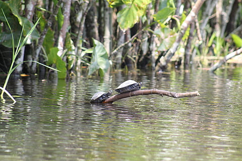 turtles, amazon, river, ecuador, landscape, nature, green, canoe, forest, water, animal wildlife, animals in the wild, animal themes, vertebrate, bird, animal, one animal, lake, spread wings, flying, day, waterfront, reflection, focus on foreground, no people, water bird, plant, outdoors, 2K, CC0, public domain, royalty free