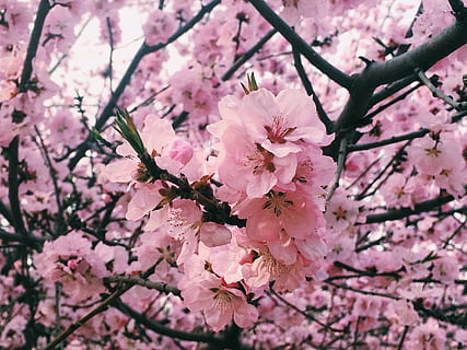 bunga, tanaman berbunga, kerapuhan, menanam, warna merah jambu, kesegaran, kerentanan, keindahan di alam, mekar, pertumbuhan, musim semi, cabang, pohon, bunga sakura, daun bunga, pohon ceri, alam, merapatkan, hal berkembang, kepala bunga, tidak ada orang, serbuk sari, di luar rumah, seikat bunga, prem bunga, 4K, CC0, domain publik, bebas royalti
