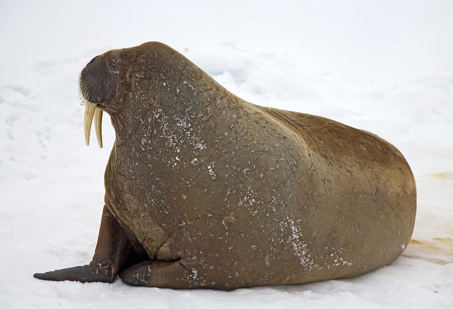 neu, morsa, hivern, fred, gel, animal, naturalesa, temes d'animals, un animal, temperatura de fred, mamífer, fauna animal, estirat, cap gent, longitud completa, animals a la natura, vertebrats, terra, dia, segell - animal, sota l'aigua, descans, 5K