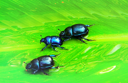three black beetles, dung beetle, invertebrate, animal, insect, ant, water, fly, asilidae, aphid, wasp, bee, hornet, andrena, accessories, animal wildlife, animal themes, animals in the wild, close-up, green color, beetle, no people, one animal, black color, nature, day, outdoors, high angle view, zoology, 2K, CC0, public domain, royalty free