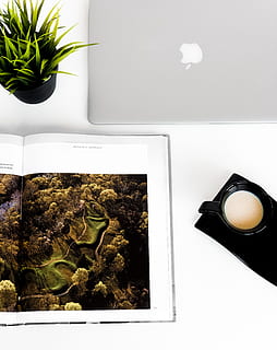 sølv macbook, plante, skrivebord, kontor, Opsætning, arbejde, design, æble, blomstre, blomst, plakat, reklame, collage, jord, elektronik, vegetation, træ, Busk, pc, computer, blad, indendørs, bord, ingen mennesker, stilleben, høj vinkel visning, natur, mad og drikke, plante del, tæt på, vækst, friskhed, direkte over, potteplante, mad, velvære, hvid farve, studio skud, stueplante, bakke, 2K, CC0, offentligt domæne, royaltyfrie
