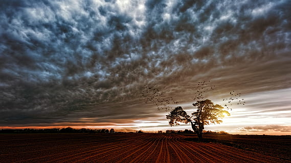 silhouette, trees, cloudy, skies, clouds, cropland, dawn, dramatic, environment, field, landscape, nature, sun, weather, cloud - sky, sky, scenics - nature, sunset, beauty in nature, tranquil scene, tranquility, land, no people, plant, cloudscape, idyllic, dramatic sky, tree, overcast, outdoors, 2K, CC0, public domain, royalty free