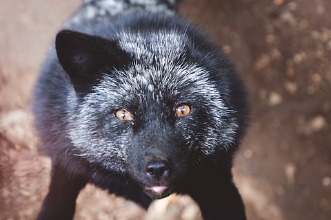 zwarte Vos, vos, dier, dieren in het wild, zoogdier, huisdier, hoektand, hond, Japan, oneear, staren, poolvos, wolf, Kit Fox, grijze vos, hyena, lemur, snuit, wasbeer, rode vos, één dier, dierenleven, portret, geen mensen, zwarte kleur, detailopname, gewerveld, natuur, buitenshuis, beer, dag, kijkend naar de camera, haar-, focus op de voorgrond, dierlijk oog, agressie, 4K, CC0, publiek domein, royaltyvrij