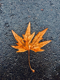 gall dindi, ankara, arbre, full, carrer, part de la planta, tardor, color taronja, canvi, sec, naturalesa, primer pla, cap gent, fulla d'auró, directament a sobre, carretera, vista d’angle alt, asfalt, dia, textura, a l'aire lliure, vulnerabilitat, fragilitat, caient, fulles, condició natural, 4K, CC0, domini públic, lliure de regalies