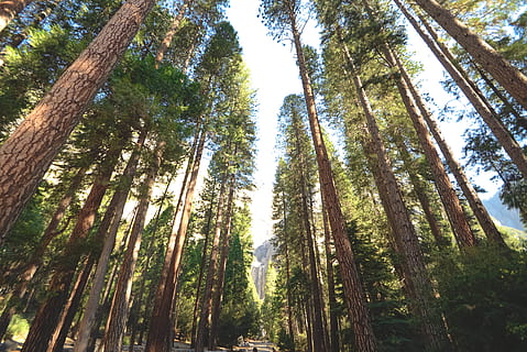 trees between pathway, tree, plant, forest, land, low angle view, tranquility, tree trunk, trunk, beauty in nature, woodland, growth, day, nature, tranquil scene, no people, tall - high, scenics - nature, non-urban scene, sunlight, outdoors, bamboo - plant, tree canopy, coniferous tree, rainforest, 2K, CC0, public domain, royalty free