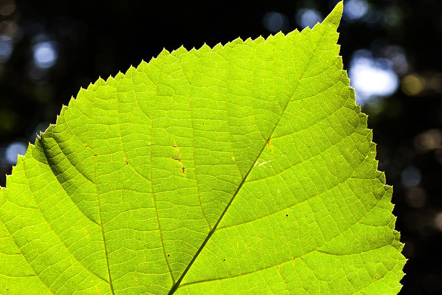 fulla de calç, full, arbre, sol, llum, llum de fons, naturalesa, verd, fulles, marge de les fulles, venes de les fulles, planta, part de la planta, color verd, primer pla, cap gent, vena de la fulla, patró natural, dia, bellesa a la natura, centrar-se en primer pla, creixement, a l'aire lliure, enfocament selectiu, tardor, llum solar, patró, tranquil·litat, canvi, condició natural, 5K
