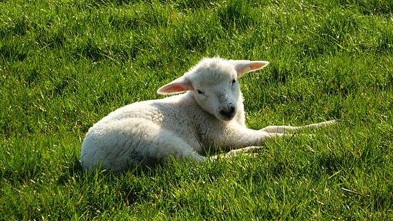 xai, ovelles, Pasqua, pastures, herba, llana, animal, ramat, rural, naturalesa, primavera, dic, Mar del nord, mamífer, temes d'animals, planta, animals domèstics, mascotes, nacional, color verd, un animal, vertebrats, camp, terra, relaxació, cap gent, dia, creixement, bestiar, herbívors, 4K, CC0, domini públic, lliure de regalies