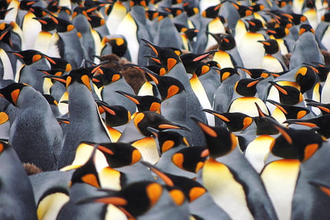 penguins, animals, group of animals, animals in the wild, animal wildlife, large group of animals, animal, animal themes, vertebrate, no people, water, beauty in nature, nature, bird, day, togetherness, abundance, colony, underwater, high angle view, outdoors, orange color, flock of birds, marine, school of fish, 4K
