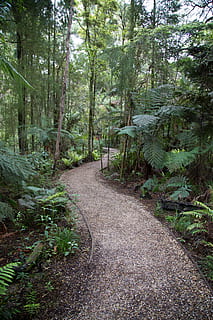 floresta com via, caminho, estrada, cascalho, plantar, vegetação, estrada de terra, trilha, natureza, ao ar livre, terra, floresta tropical, árvore, samambaia, selva, jardim, mandril, chão, Nova Zelândia, viajando, viagem, floresta, direção, o caminho a seguir, crescimento, cor verde, tranquilidade, beleza na natureza, dia, ninguém, scenics - natureza, cena tranquila, cena não urbana, bambu - planta, 5K, CC0, domínio público, royalty free