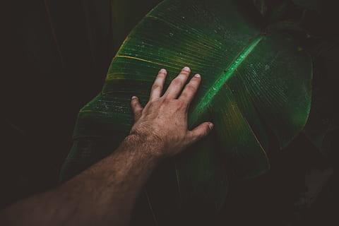 persona, toccante, foglia di banana, mano, braccio, foglia, toccare, pianta, palma, buio, verde, umore, uomo, maschio, avvicinamento, dito, albero, cambiando leafe, amante della natura, natura, colore, Auteuil, serre, parte del corpo umano, mano umana, una persona, colore verde, uomini, persone reali, in casa, parte del corpo, persona irriconoscibile, vista dall'alto, detenzione, adulto, stili di vita, giorno, arto umano, sfondo nero, volto oscurato, 5K, CC0, dominio pubblico, privo di copyright