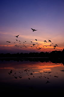bayangan hitam, gunung, burung-burung, binatang, backlit, biru, awan, Fajar, dramatis, langit yang dramatis, malam, penerbangan, kawanan, gambar cermin, alam, refleksi, indah, langit, matahari, matahari terbenam, air, tema binatang, burung, hewan, binatang di alam liar, satwa liar hewan, sekelompok binatang, bertulang belakang, keindahan di alam, sekelompok besar binatang, di udara, danau, warna oranye, scenics - alam, tidak ada orang, kawanan burung, 5K, CC0, domain publik, bebas royalti