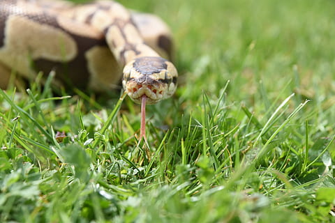 serp, python, rèptil, temes d'animals, animal, herba, un animal, planta, fauna animal, enfocament selectiu, animals a la natura, color verd, naturalesa, primer pla, terra, cap gent, dia, camp, vertebrats, creixement, a l'aire lliure, nivell superficial, escala d’animals, 5K, CC0, domini públic, lliure de regalies