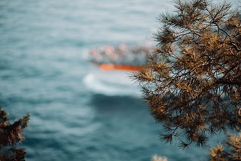 flach, fokus fotografie, Grün, Baum, Karosserie, Wasser, unscharfer Hintergrund, Tageslicht, Landschaft, Natur, Ozean, Meer, seelandschaft, Strand, Wellen, Pflanze, Fokus auf den Vordergrund, Wachstum, Schönheit in der Natur, keine Leute, draußen, Ruhe, Tag, Land, Nahansicht, ruhige Szene, selektiver Fokus, Himmel, Herbst, 5K, CC0, gemeinfrei, lizenzfrei
