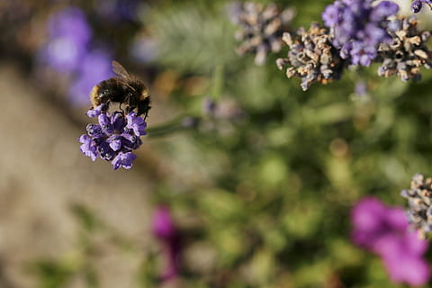 bumblebee, แมลง, แมโคร, ธรรมชาติ, ดอกไม้, ไม้ดอก, ปลูก, ความสด, ความบอบบาง, ความอ่อนแอ, ความงามในธรรมชาติ, สีม่วง, การเจริญเติบโต, ใกล้ชิด, สัตว์หนึ่งตัว, ธีมสัตว์, สัตว์ในป่า, สัตว์ป่า, หัวดอกไม้, ผึ้ง, กลีบดอกไม้, สัตว์ที่ไม่มีกระดูกสันหลัง, สัตว์, ไม่มีคน, การผสมเกสรดอกไม้, กลางแจ้ง, ช่อลาเวนเดอร์, ม่วง, 5K, CC0, โดเมนสาธารณะ, ค่าลิขสิทธิ์ฟรี