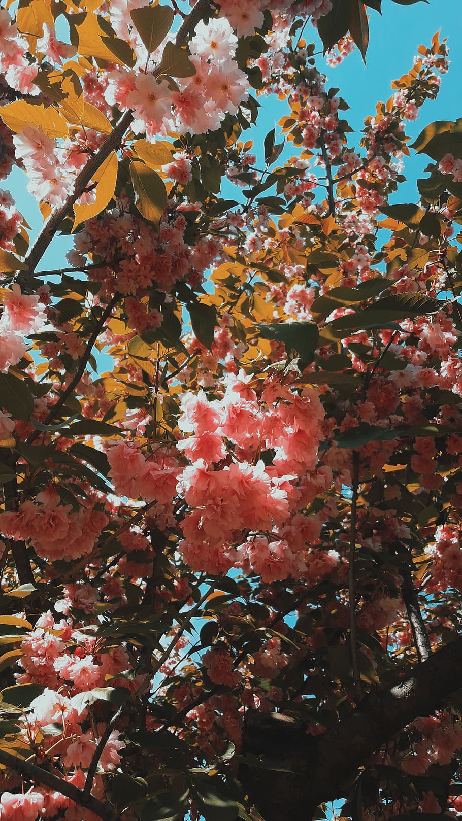 planta, full, arbre, maple, fulla d'auró, flors, rosa, naturalesa, verd, cel, flor, venes, tronc de l'arbre, roure, menjar, cirera, fruita, iris, flor de cirerer, creixement, bellesa a la natura, vista d’angle baix, cap gent, tardor, planta amb flors, dia, branca, fragilitat, primer pla, fons, frescor, vulnerabilitat, marc complet, a l'aire lliure, part de la planta, canvi, primavera, condició natural, 4K