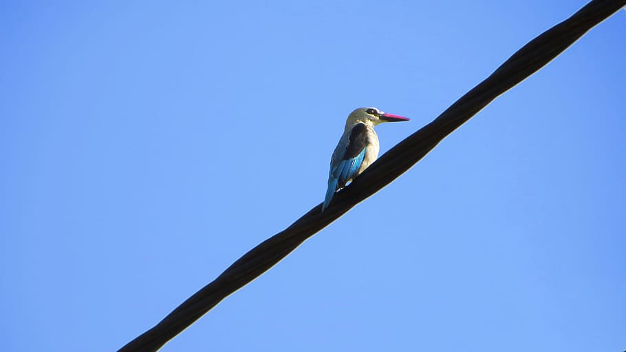 ocell, animal, menjar d'abelles, jay, bluebird, Gaig blau, cable, cel, aus aquàtiques, poble, vermell, blau, uganda, mukono, kiyunga, cel clar, bec, volant, cigonya, temes d'animals, vertebrats, un animal, animals a la natura, fauna animal, posat, cap gent, naturalesa, còpia espai, vista d’angle baix, dia, vista lateral, pescat-martell, a l'aire lliure, vista del perfil, 4K