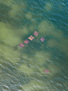 altı, kahverengi, dize ışınları, hayvan, balık, Asma, fl-399, Pensacola Beach, Amerika Birleşik Devletleri, Deniz yaşamı, kirlilik, suda yaşayan, açık havada, Su, manta ışını, plaj, ışın, doğa, Amphiprion, kaya güzelliği, crawdad, Deniz ürünleri, Gıda, yüzen, liman bölgesi, doğada güzellik, su üzerinde yüzen, gün, göl, yüksek açılı görünüş, insansız, pembe renk, çiçek, bitki bölümü, Yaprak, huzur, bitki, çiçekli bitki, sığ, 4K, CC0, kamu malı, telif ücretsiz