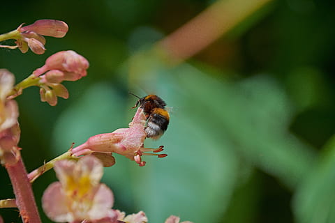 Abellot, flor, primavera, pol·len, insectes, insecte, animals a la natura, fauna animal, temes d'animals, animal, invertebrat, un animal, bellesa a la natura, planta, primer pla, fragilitat, vulnerabilitat, creixement, abella, centrar-se en primer pla, planta amb flors, enfocament selectiu, dia, cap gent, cap de flor, polinització, a l'aire lliure, 5K, CC0, domini públic, lliure de regalies