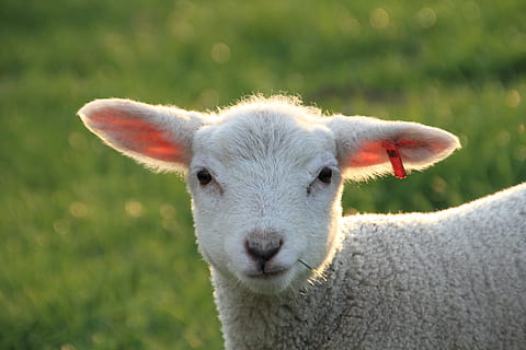 Pascua de Resurrección, Cordero, linda, Schäfchen, primavera, naturaleza, oveja, lana, pasto, prado, mundo animal, corderos, temas de animales, animal, mamífero, ganado, retrato, un animal, animales domesticos, mirando a la cámara, mascotas, nacional, centrarse en primer plano, de cerca, día, nadie, parte del cuerpo del animal, vertebrado, cabeza de animal, animal joven, herbívoro, 5K, CC0, dominio público, libre de derechos