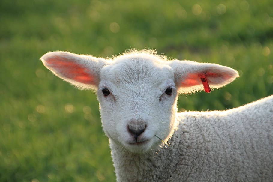 Pascua de Resurrección, Cordero, linda, Schäfchen, primavera, naturaleza, oveja, lana, pasto, prado, mundo animal, corderos, temas de animales, animal, mamífero, ganado, retrato, un animal, animales domesticos, mirando a la cámara, mascotas, nacional, centrarse en primer plano, de cerca, día, nadie, parte del cuerpo del animal, vertebrado, cabeza de animal, animal joven, herbívoro, 5K