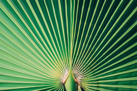 grüne Tapete, Pflanze, Blatt, Grün, Linie, Wiederholung, Textur, Natur, abstrakt, minimal, Zypern, Sommer-, Reise, Palme, Muster, Palmblatt, Pflanzenteil, tropisches Klima, grüne Farbe, Vollbild, Wachstum, Baum, Nahansicht, keine Leute, Hintergründe, Schönheit in der Natur, natürliches Muster, Wedel, Tag, draußen, 5K, CC0, gemeinfrei, lizenzfrei