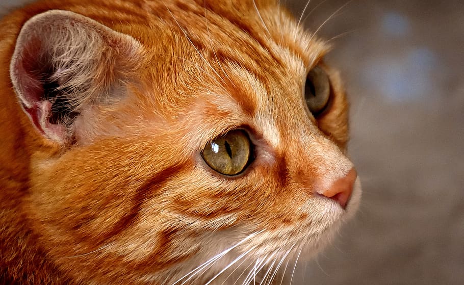 gatto, rosso, carina, sgombro, tigre, dolce, coccolone, animale, gatto domestico, pelliccia, mondo animale, animale domestico, faccia di gatto, giovane gatto, giocoso, tabby rosso sgombro, gattino, gatto rosso, mammifero, temi animali, un animale, animali domestici, domestico, felino, parte del corpo animale, avvicinamento, testa di animale, baffo, analizzare, cercare, guardare, occhio animale, occhio, vertebrato, guardando lontano, nessuno, vista profilo, grugno, soriano, 4K