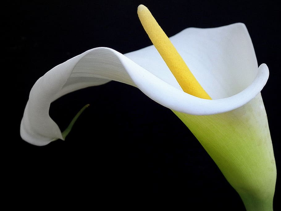 cala blanca, planta, flor, aràcies, anthurium, animal, ocell, lliri, amaryllidaceae, pol·len, flor del tresor, safrà, antera, acanthaceae, lliri de l'estany, pètal, insecte, àcids, abella, invertebrat, fons negre, planta amb flors, inflorescència, cap de flor, tir de l'estudi, vulnerabilitat, frescor, fragilitat, bellesa a la natura, lliri de cala, primer pla, creixement, cap gent, naturalesa, a l'interior, groc, 2K