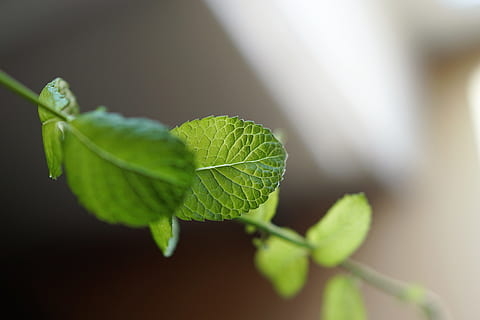 mentă, frunze, verde, iarbă, natură, celulă, copac, lemn, Mojito, mentolată, detaliu, plantă, aperitiv, parte a plantelor, a închide, creştere, Culoarea verde, prospeţime, frumusețe în natură, alimente, mancare si bautura, în aer liber, selectiv, zi, nici o persoana, să se concentreze asupra primelor elemente, începuturi, fruct, agricultură, mâncat sănătos, luminozitate, 5K, CC0, domeniu public, fără drepturi de autor