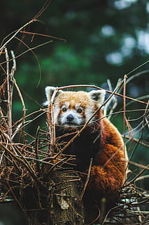 vermell, panda, arbre, temes d'animals, un animal, mamífer, animal, fauna animal, panda vermell, animals a la natura, planta, vertebrats, centrar-se en primer pla, branca, naturalesa, panda - animal, cap gent, a l'aire lliure, dia, retrat, vista frontal, mirant, bambú - planta, 4K, CC0, domini públic, lliure de regalies
