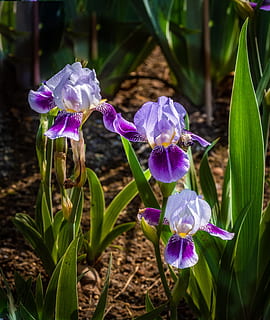 iris, violet alb, floare, primăvară, grădinile iris prevestite, planta cu flori, vulnerabilitate, fragilitate, plantă, frumusețe în natură, petală, creştere, prospeţime, a închide, Violet, cap de floare, inflorescenţă, natură, teren, nici o persoana, parte a plantelor, frunze, zi, iris - plantă, şofran, 4K, CC0, domeniu public, fără drepturi de autor