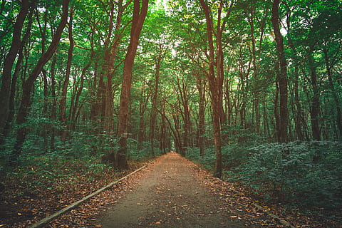 pathway between trees, daylight, forest, path, trees, woods, tree, plant, direction, land, the way forward, tranquility, beauty in nature, growth, woodland, nature, road, transportation, non-urban scene, diminishing perspective, no people, tranquil scene, scenics - nature, tree trunk, trunk, outdoors, bamboo - plant, 5K, CC0, public domain, royalty free