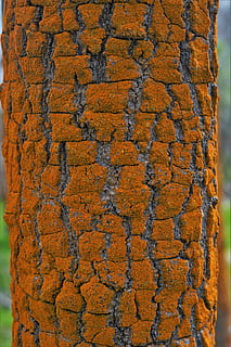 planta, arbre, tronc de l'arbre, catifa, fusta, algues, fusta dura, venes, menjar, vegetals, gra, produir, òxid, Corb, ocell, animal, full, diari, text, magnificació, textura, primer pla, dia, cap gent, fons, marc complet, naturalesa, groc, patró, a l'aire lliure, vell, resistent, terra, aspre, arquitectura, funció de construcció de parets, directament a sobre, medi ambient, espatllat, 8K, CC0, domini públic, lliure de regalies