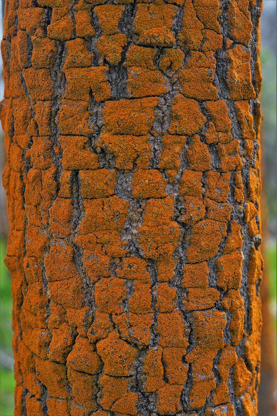 planta, arbre, tronc de l'arbre, catifa, fusta, algues, fusta dura, venes, menjar, vegetals, gra, produir, òxid, Corb, ocell, animal, full, diari, text, magnificació, textura, primer pla, dia, cap gent, fons, marc complet, naturalesa, groc, patró, a l'aire lliure, vell, resistent, terra, aspre, arquitectura, funció de construcció de parets, directament a sobre, medi ambient, espatllat, 8K