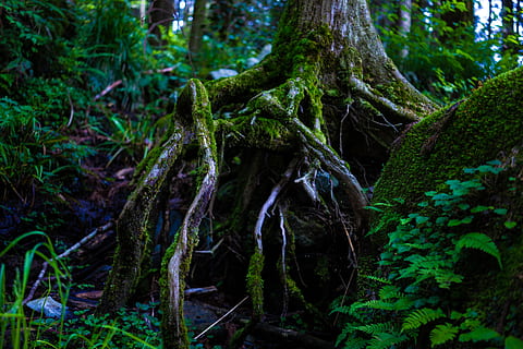green leafed tree, tree, forest, nature, outdoors, vegetation, flora, rainforest, plant, land, moss, root, jungle, leaves, fern, leaf, green, woodland, bush, conifer, yew, growth, tree trunk, trunk, green color, beauty in nature, tranquility, no people, day, plant part, lush foliage, 5K, CC0, public domain, royalty free