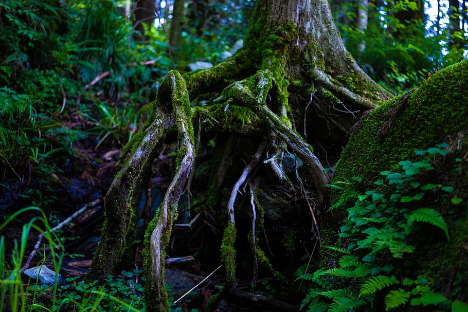 green leafed tree, tree, forest, nature, outdoors, vegetation, flora, rainforest, plant, land, moss, root, jungle, leaves, fern, leaf, green, woodland, bush, conifer, yew, growth, tree trunk, trunk, green color, beauty in nature, tranquility, no people, day, plant part, lush foliage, 5K