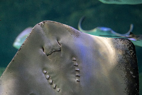 pilka stingra, transportavimas, transporto priemonė, automobilis, automobilių, stingray, gyvūnas, Jūros gyvenimas, Manta ray, žuvis, asfaltas, asfalto, siluetas, Sportinė mašina, kupė, metropolis, Miestas, miesto, pastatas, automobilių stovėjimo aikštelė, gyvūnams, gyvūnų gyvūnija, gyvūnų temos, jūros, vanduo, po vandeniu, nėra žmonių, stuburiniai, jūrų, Iš arti, vienas gyvūnas, plaukimas, pobūdį, povandeninis, ekosistemą, 5K, CC0, Viešasis domenas, nemokamai
