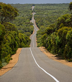 Straße zwischen Wald, Straße, Asphalt, Weg, Autobahn, Australien, Känguru-Insel, Natur, Reise, Vogel, Tier, draußen, Vegetation, Pflanze, Boden, Vorgebirge, Überschneidung, Landschaft, Kies, Schotterstraße, Baum, der Weg nach vorn, Schönheit in der Natur, Richtung, Tag, Wachstum, grüne Farbe, keine Leute, Transport, die Straßenmarkierung, Kurve, Markierung, Umgebung, Symbol, Zeichen, Szenen - Natur, lange, 4K, CC0, gemeinfrei, lizenzfrei