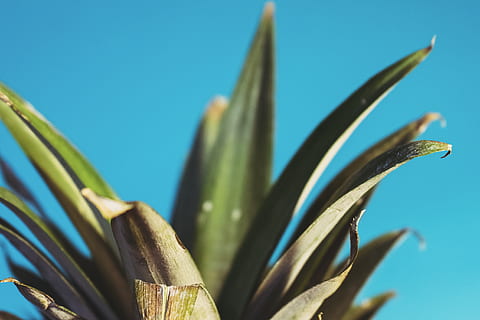 Krone, Ananas, Wachstum, Pflanze, Blau, Natur, keine Leute, Nahansicht, Tag, Schönheit in der Natur, Kaktus, klarer Himmel, Sukkulente, Blatt, Pflanzenteil, Aloe Vera Pflanze, Fokus auf den Vordergrund, Aloe, Scharf, Sonnenlicht, draußen, grüne Farbe, Blauer Hintergrund, 4K, CC0, gemeinfrei, lizenzfrei
