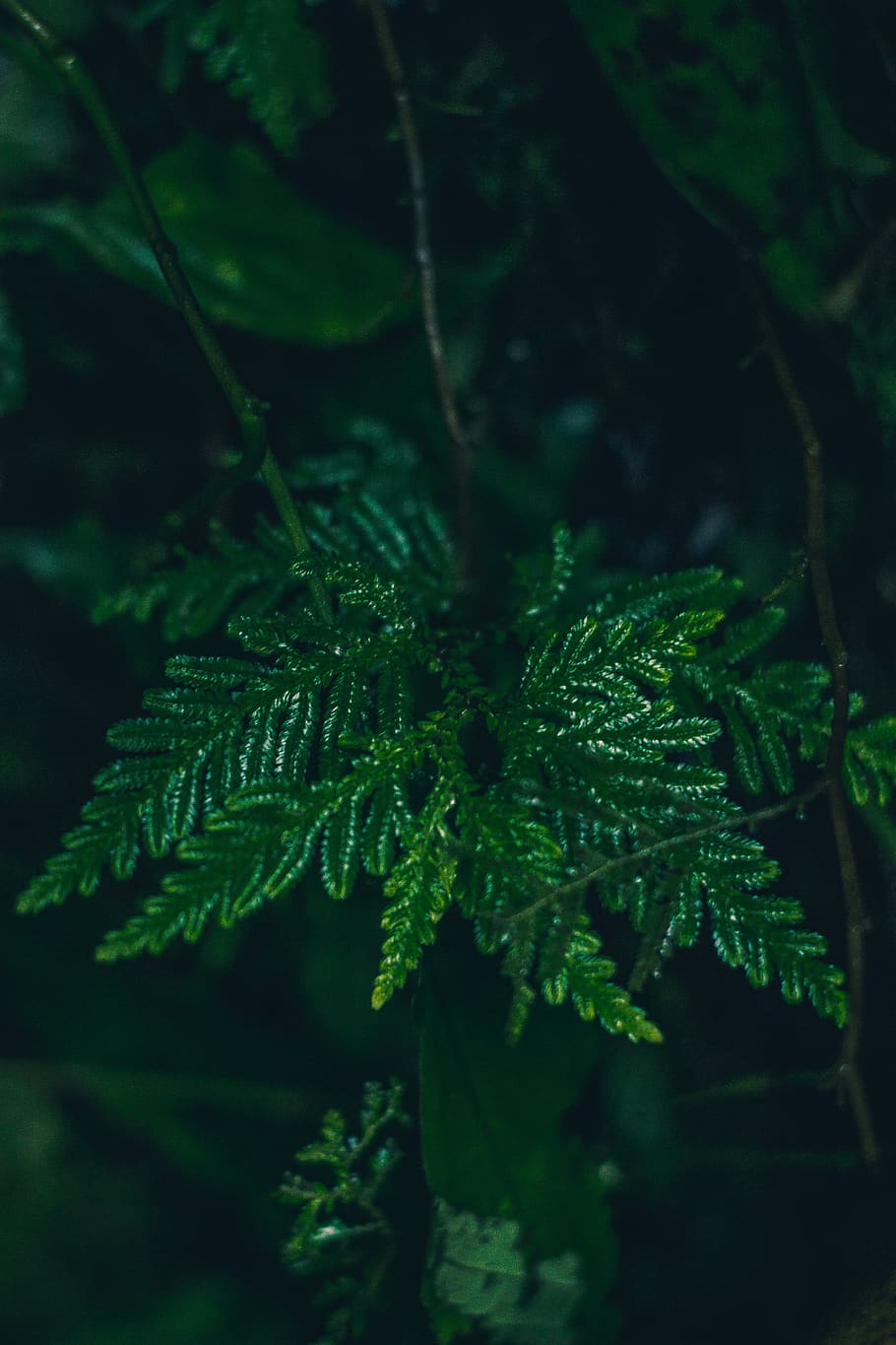 filippinerne, laguna, blad, citater, grøn, fyrretræ, træer, humørsyg, citere, Skov, fyr blade, blade, grøn farve, plante, vækst, plante del, skønhed i naturen, natur, tæt på, ingen mennesker, dag, selektiv fokusering, fokus på forgrunden, friskhed, dråbe, træ, våd, ro, udendørs, vand, nåletræ, dug, regndråbe, 4K